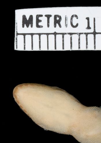 Media type: image;   Herpetology R-33469